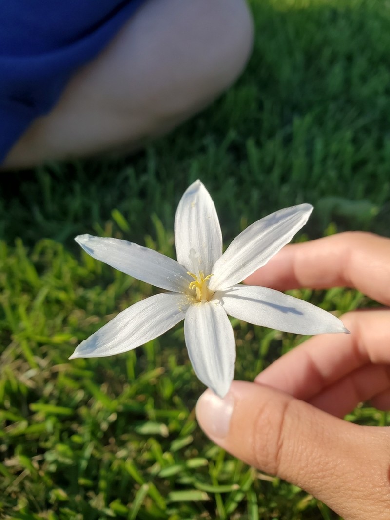 Traub's Rainlily photo 6