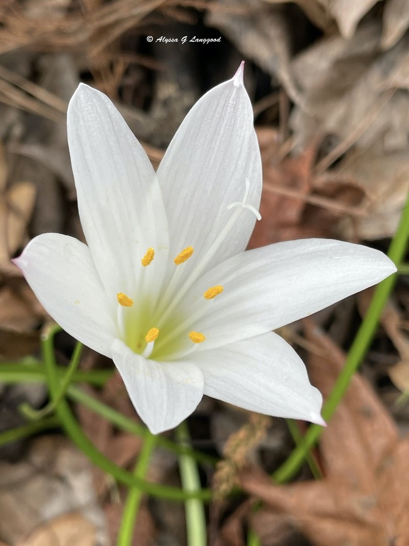 Zephyrlily photo 6