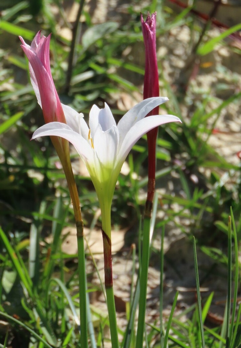 Zephyrlily photo 7
