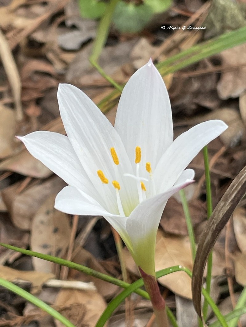 Zephyrlily photo 8