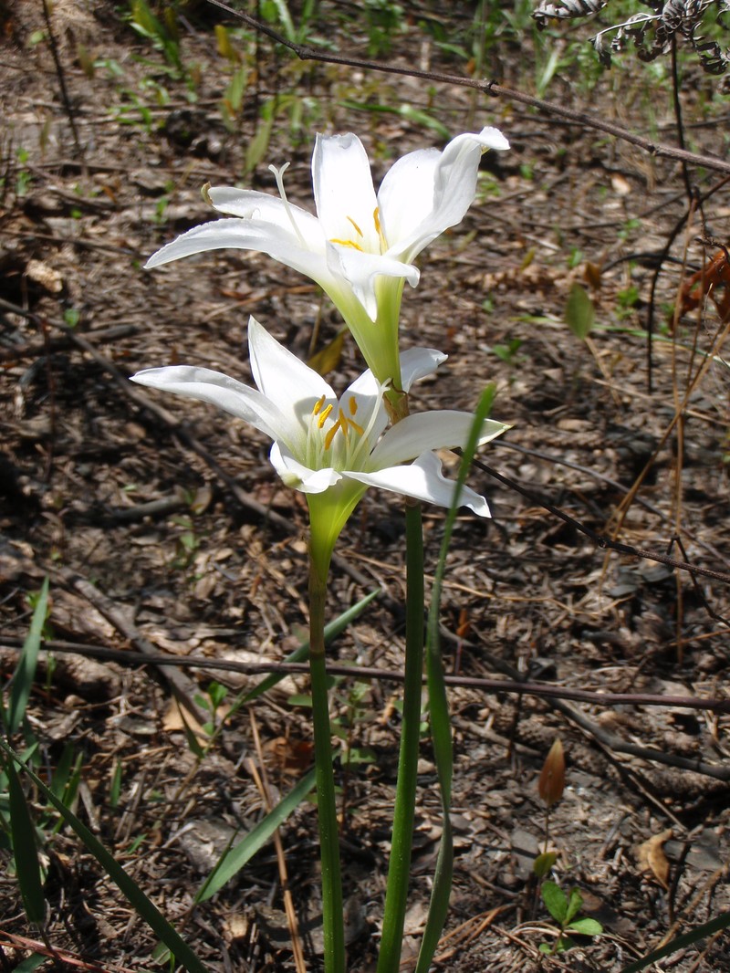 Zephyrlily photo 4