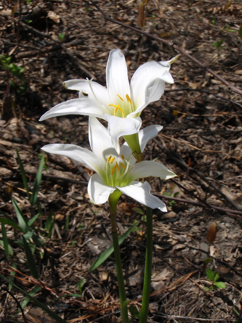Zephyrlily