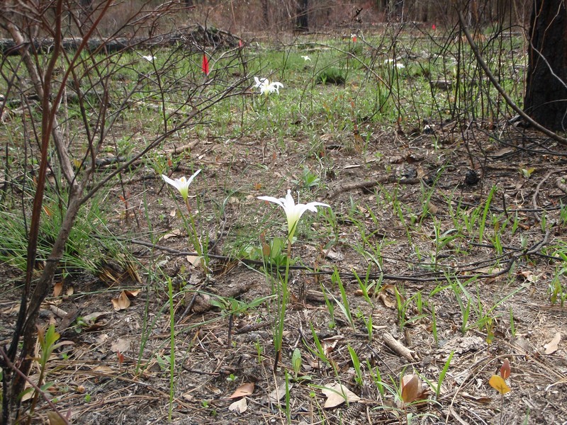 Zephyrlily photo 2