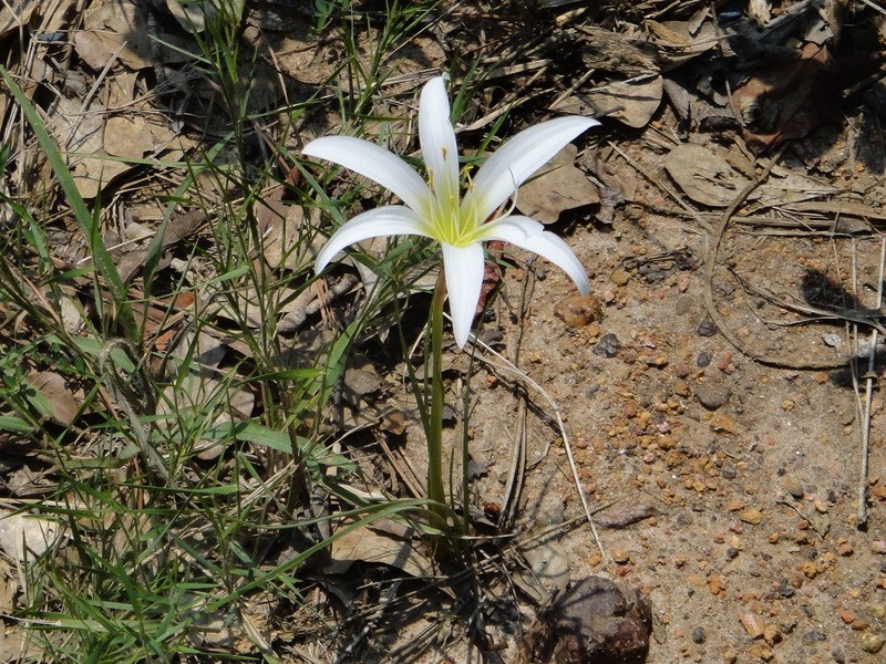 Zephyrlily photo 3