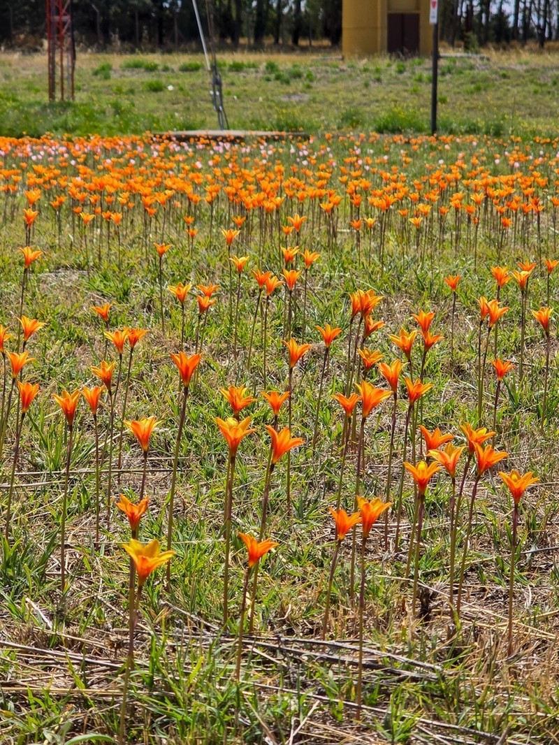 Rio Grande Copperlily photo 2