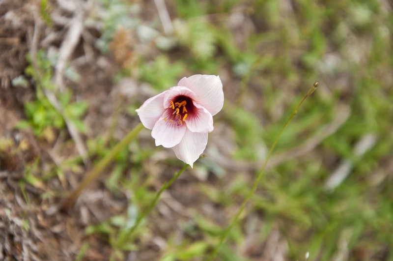 Rio Grande Copperlily photo 3