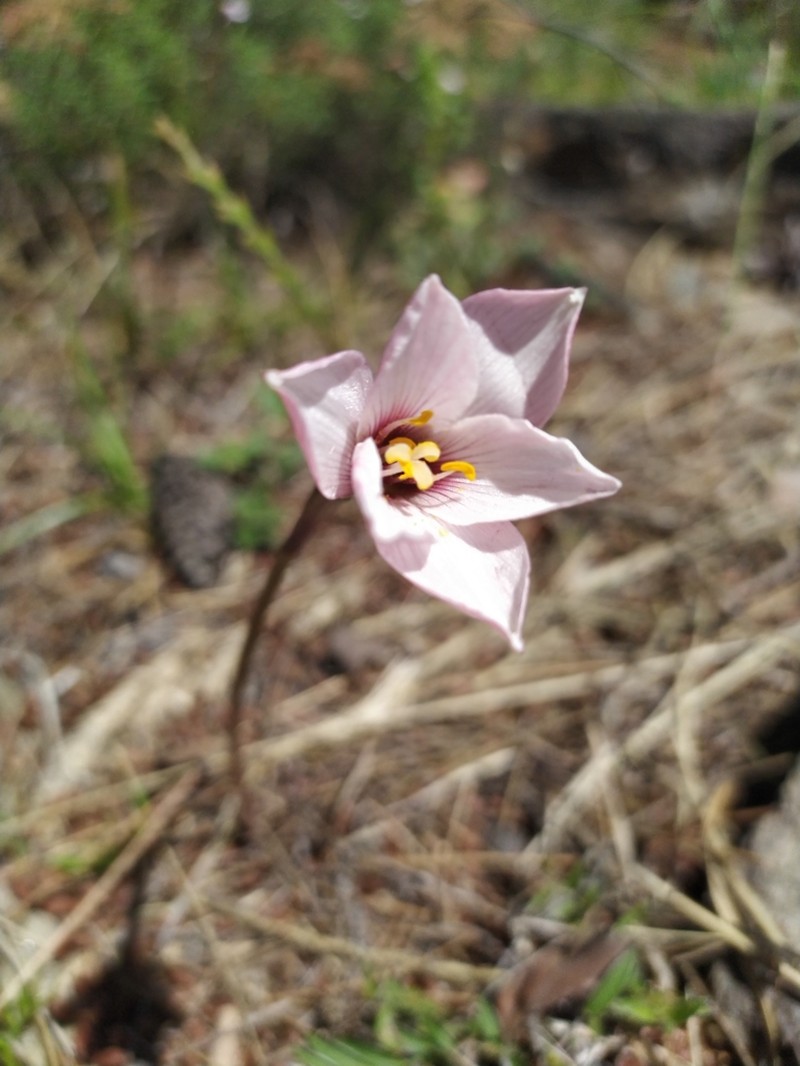 Rio Grande Copperlily photo 4
