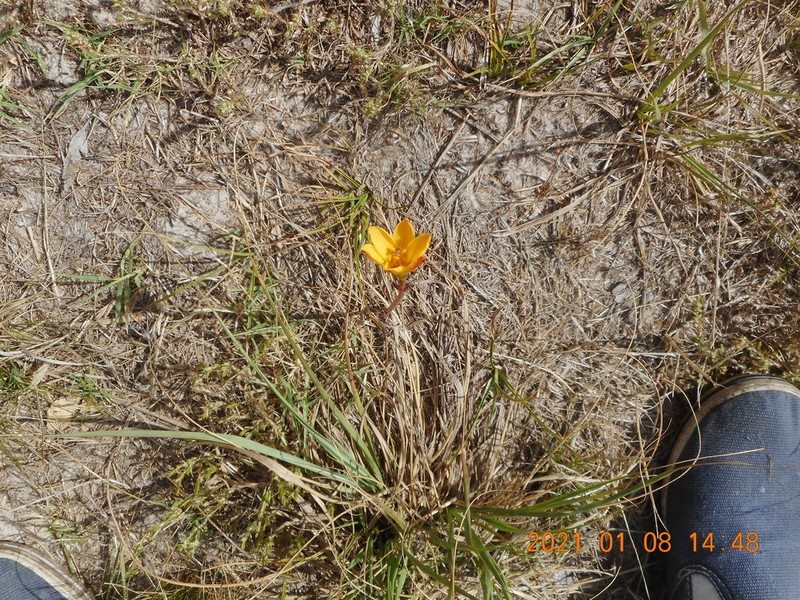 Rio Grande Copperlily photo 5