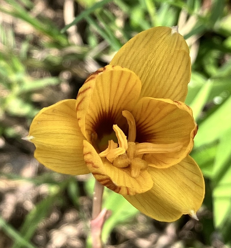 Rio Grande Copperlily photo 6