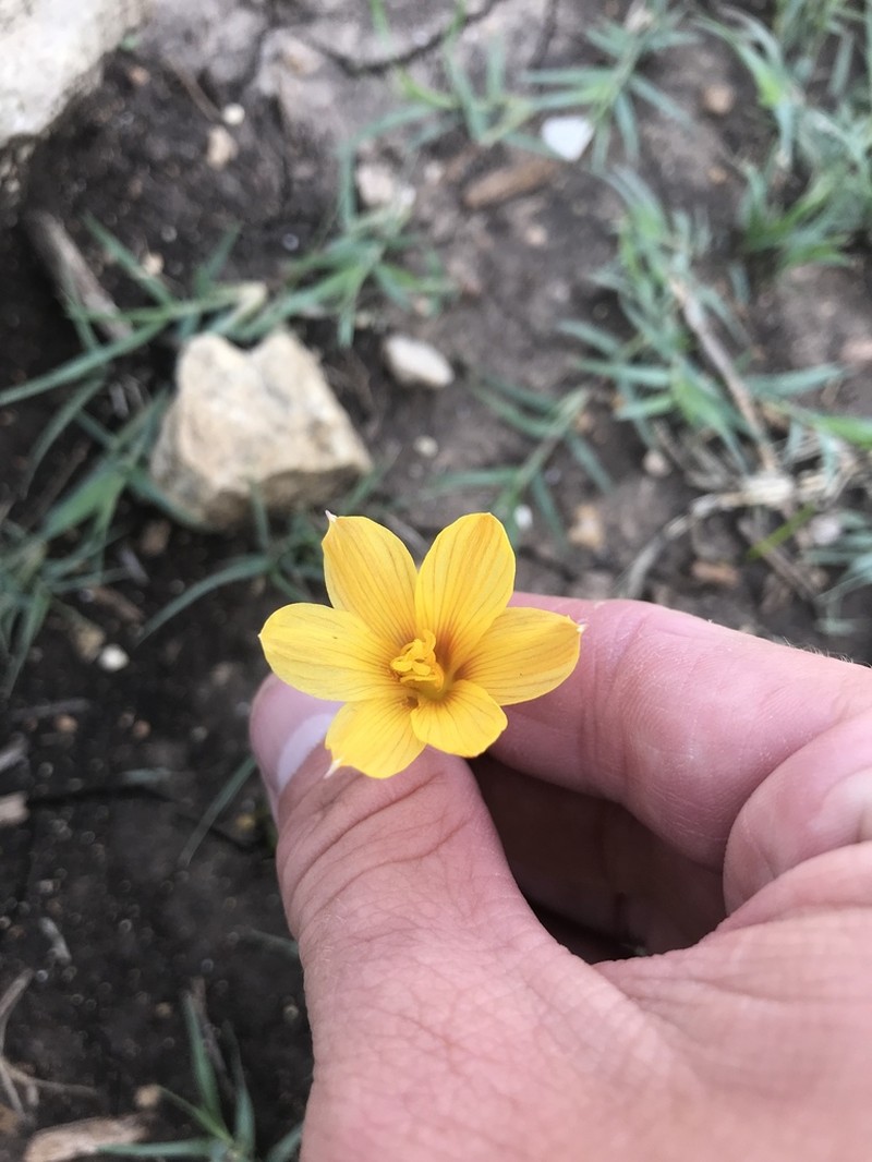 Rio Grande Copperlily photo 7