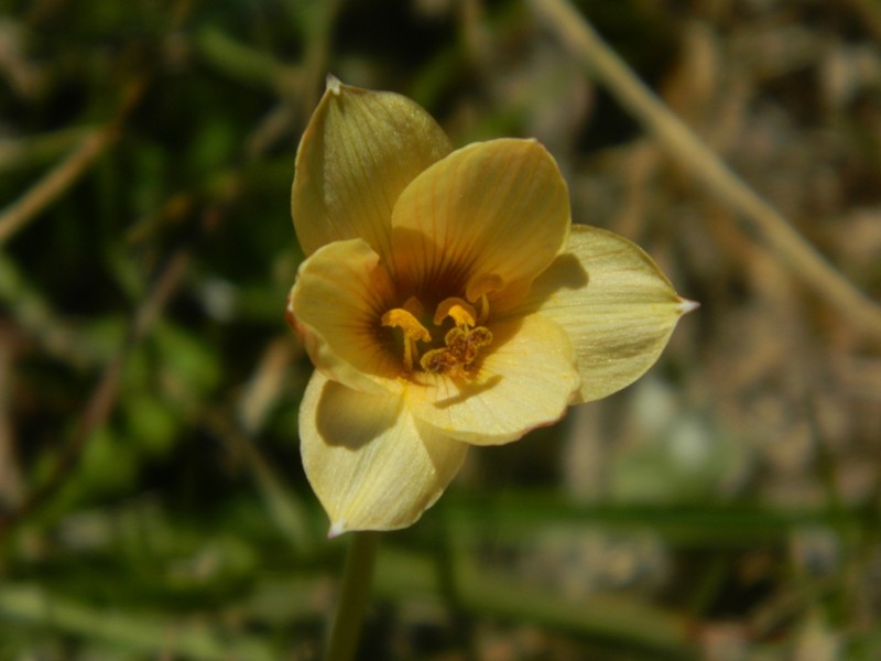 Rio Grande Copperlily photo 8