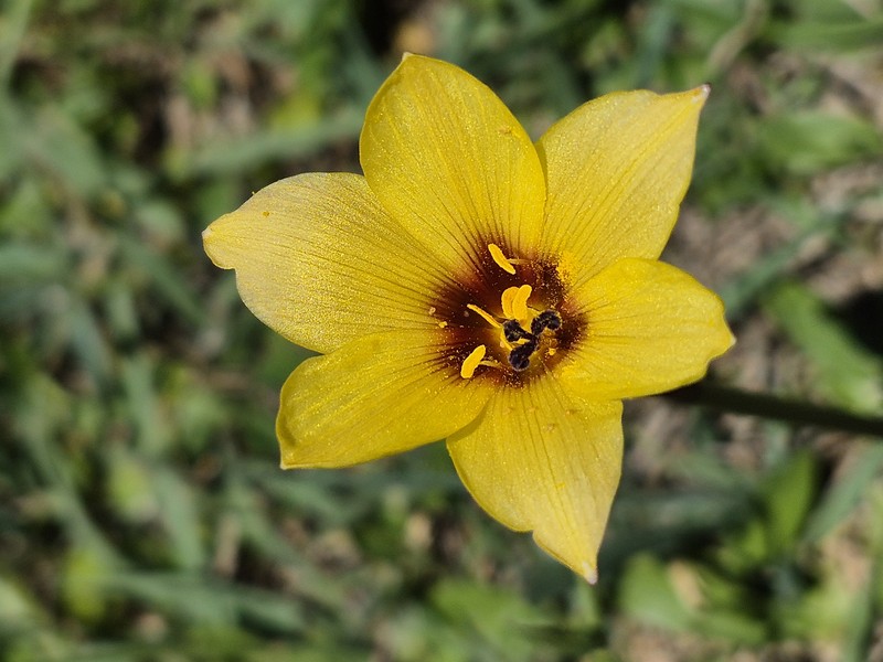 Rio Grande Copperlily