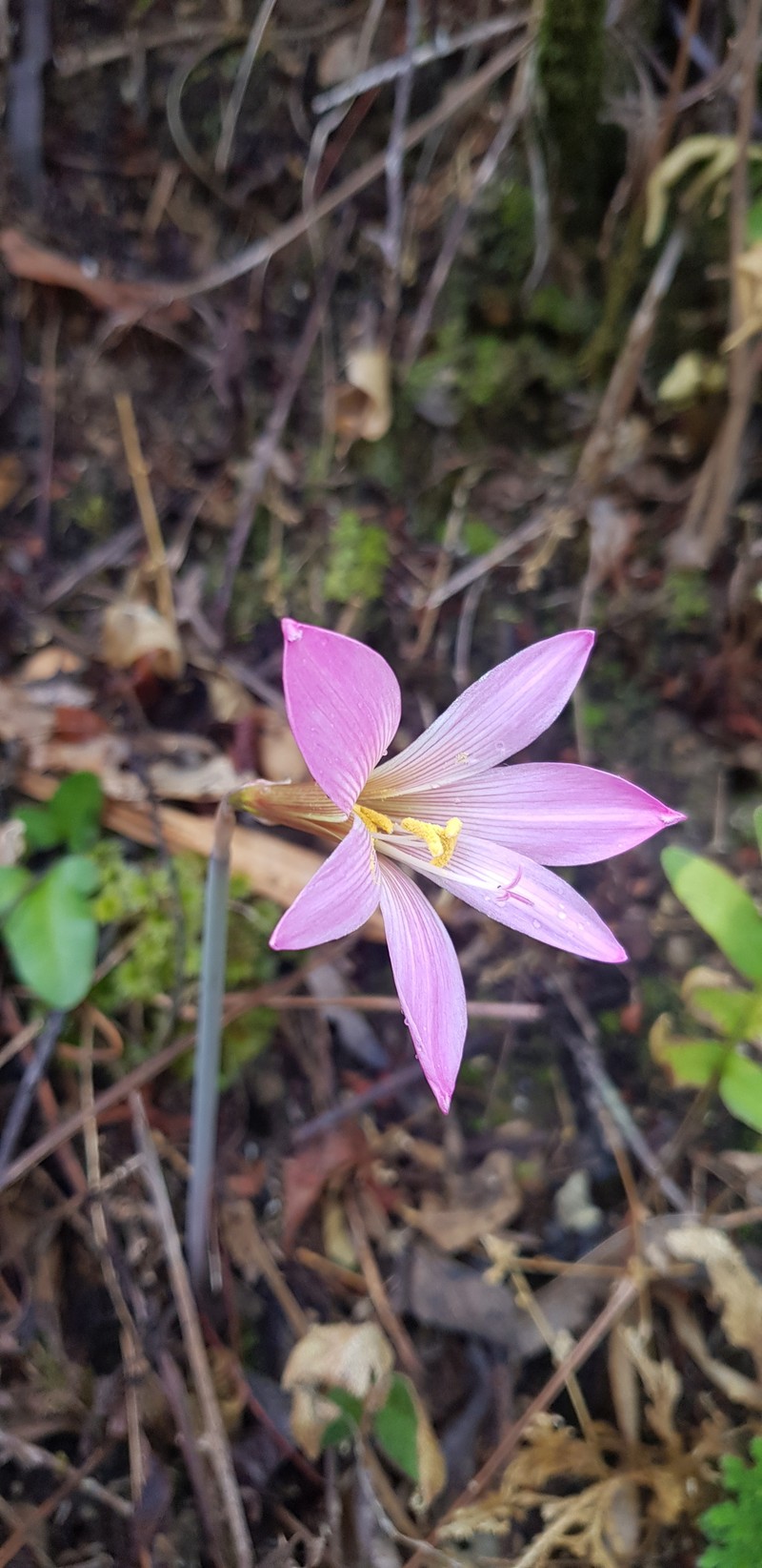 Zephyranthes vittata photo 2