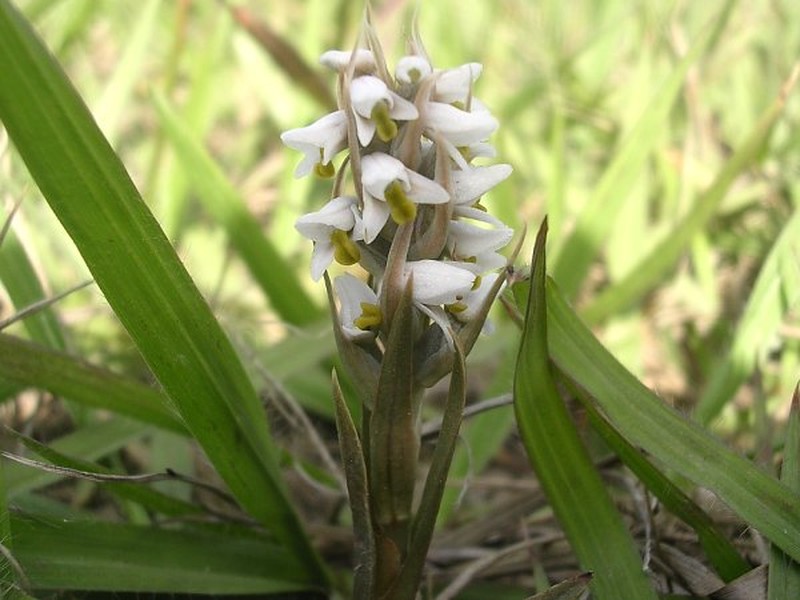 Soldier's Orchid