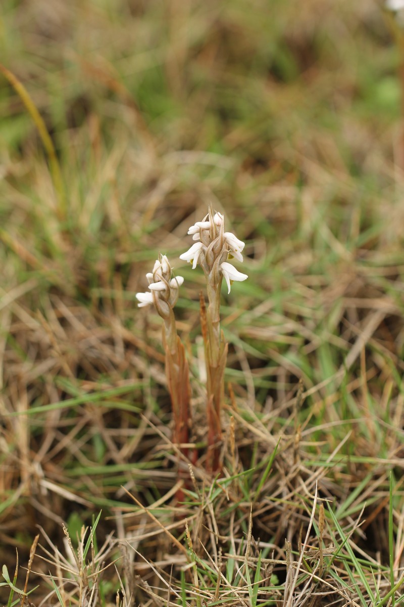 Soldier's Orchid photo 2