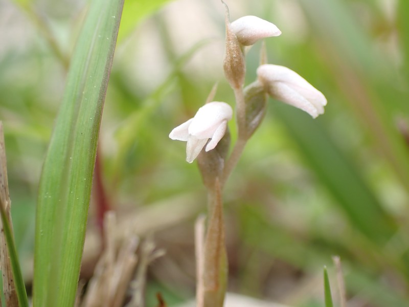 Soldier's Orchid photo 3