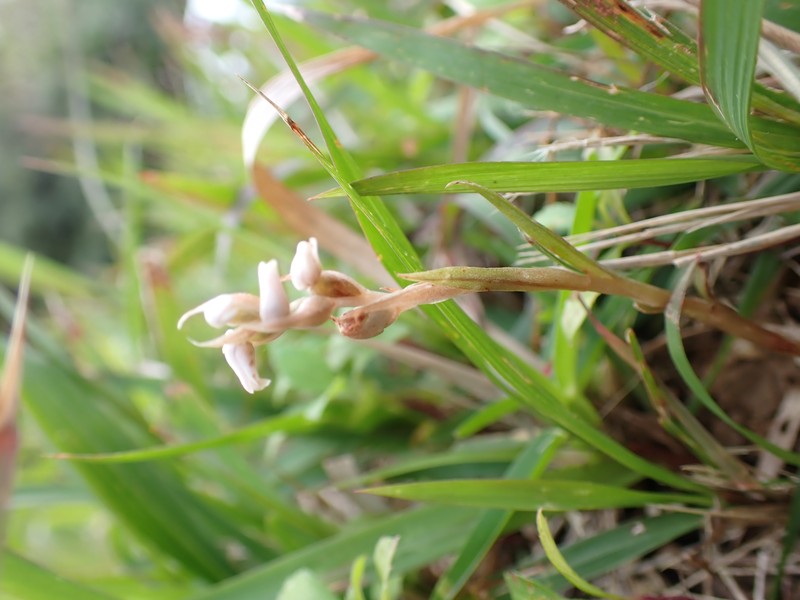 Soldier's Orchid photo 4