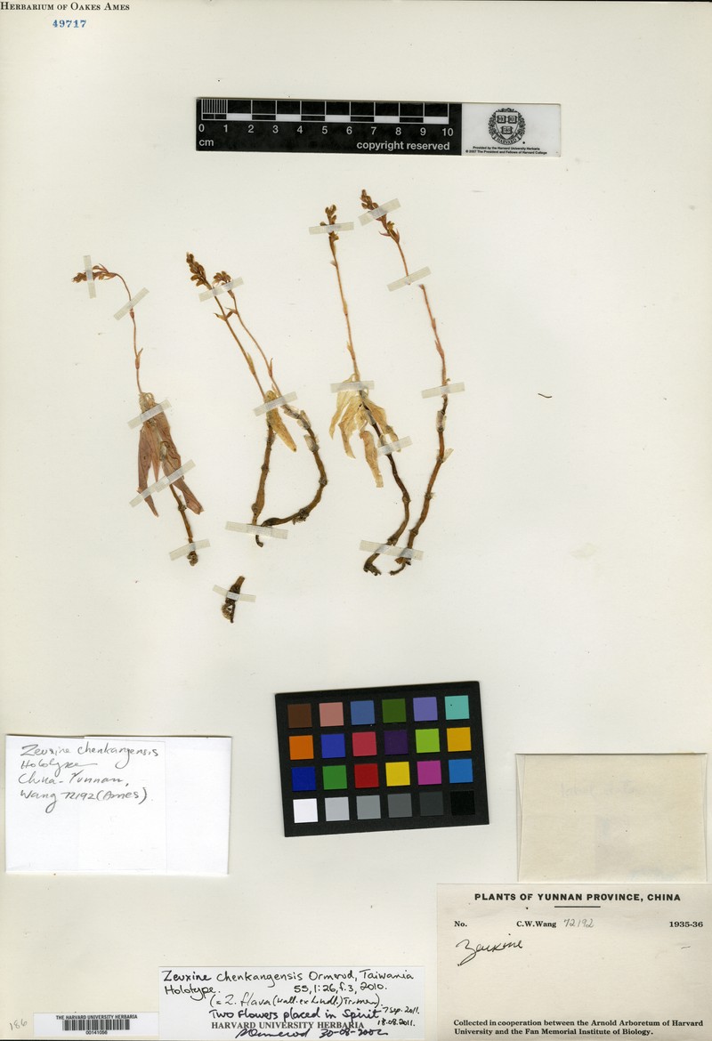 Zeuxine flava var. flava