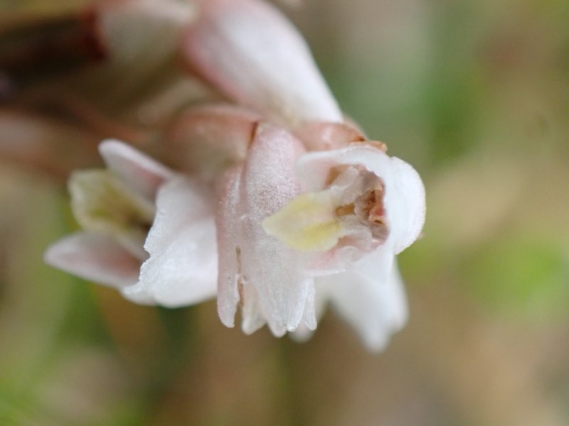 Soldier's Orchid photo 5