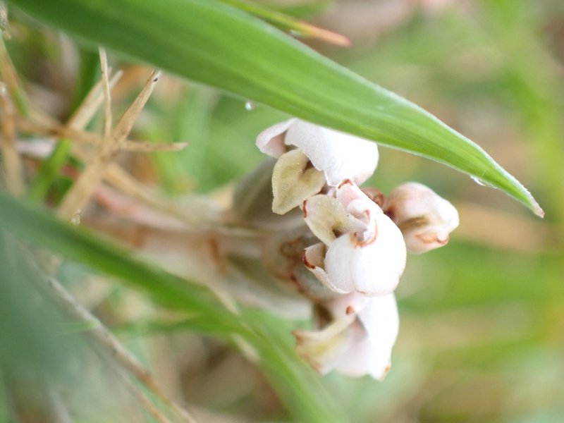 Soldier's Orchid photo 6