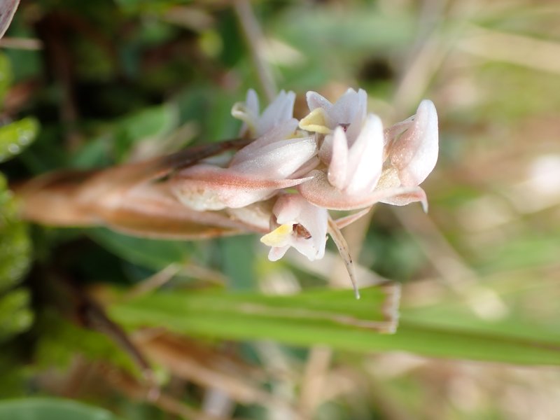 Soldier's Orchid photo 7