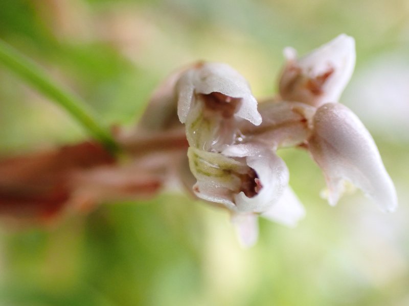 Soldier's Orchid photo 8