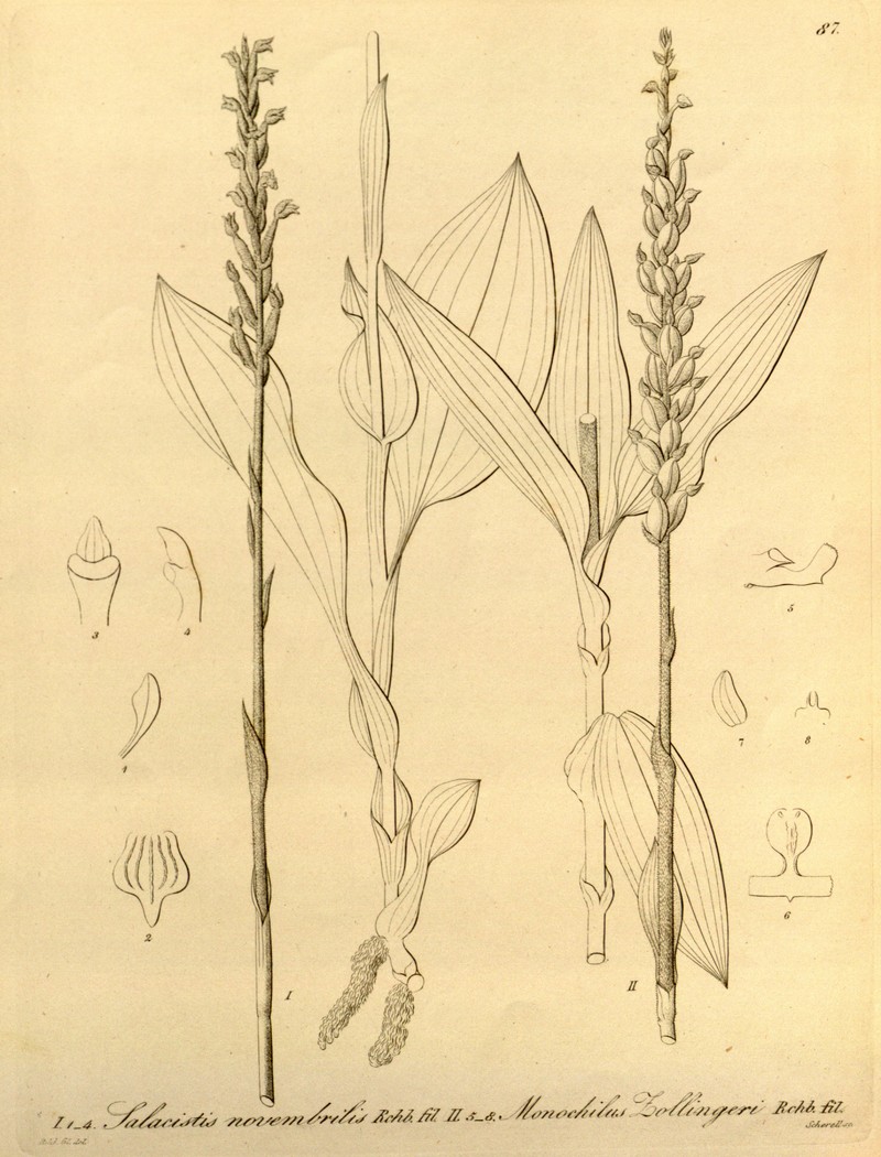 Zeuxine zollingeri