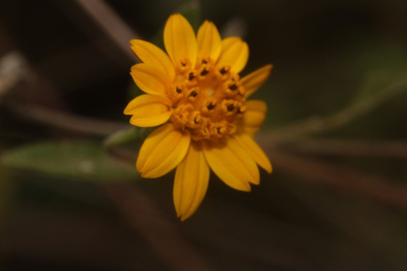 Zexmenia brachylepis