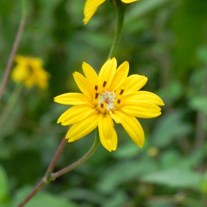 Zexmenia brachylepis photo 2