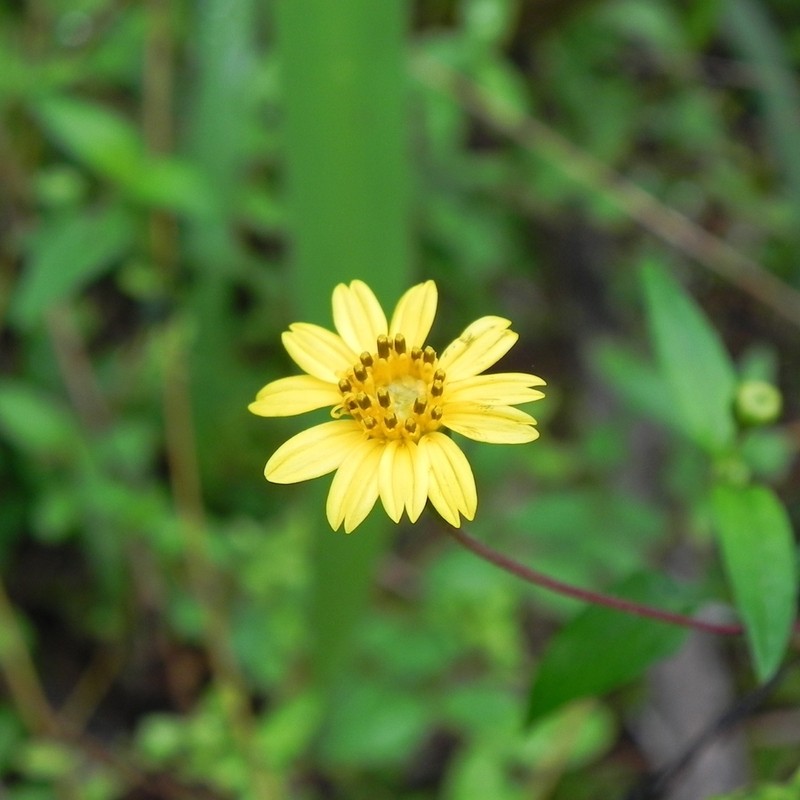 Zexmenia brachylepis photo 3