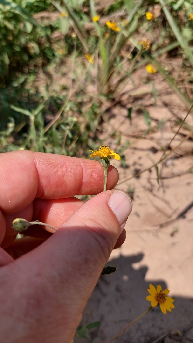 Zexmenia brachylepis photo 4