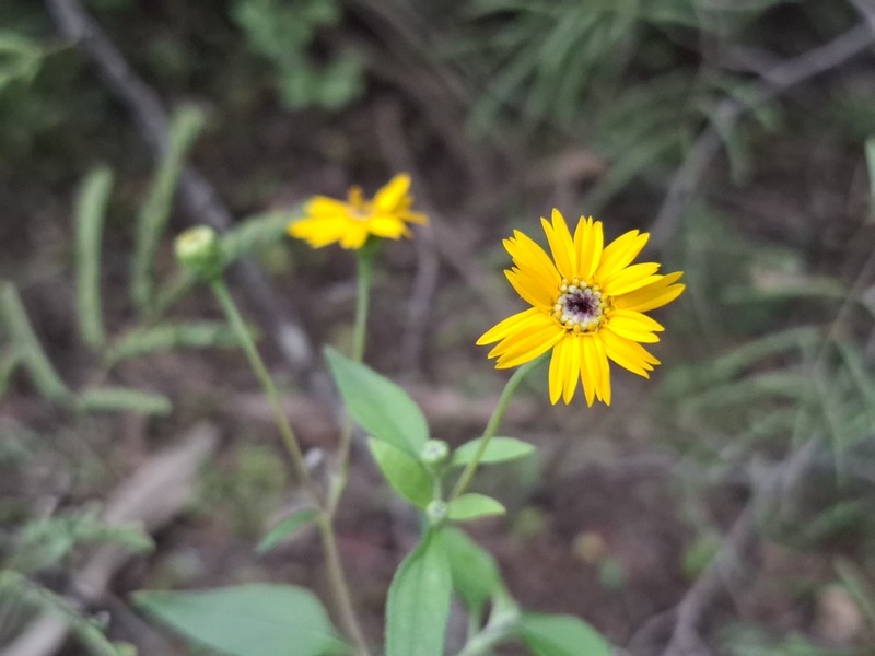 Zexmenia brachylepis photo 5