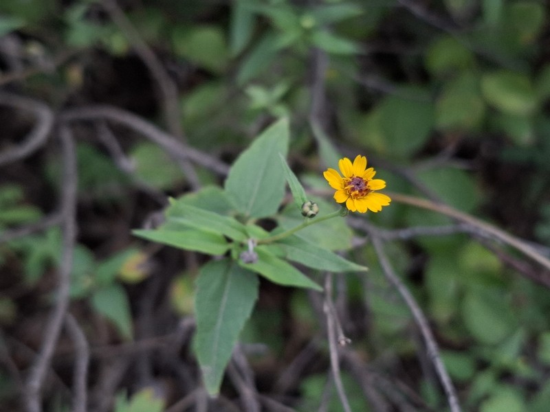 Zexmenia brachylepis photo 6