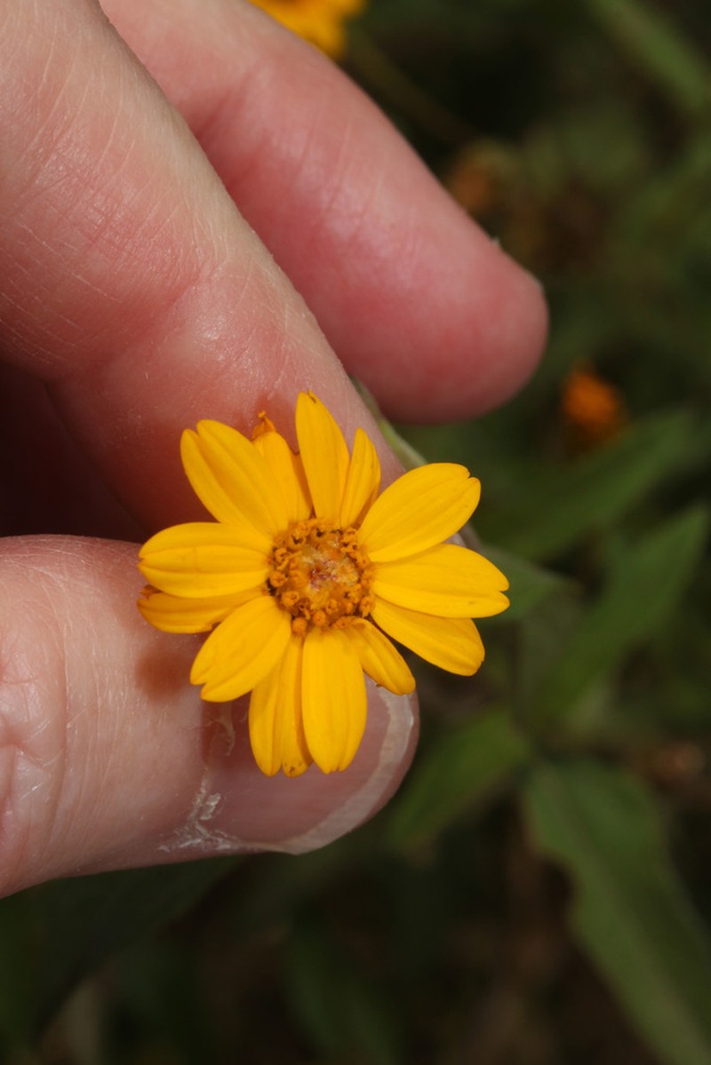 Zexmenia brachylepis photo 7