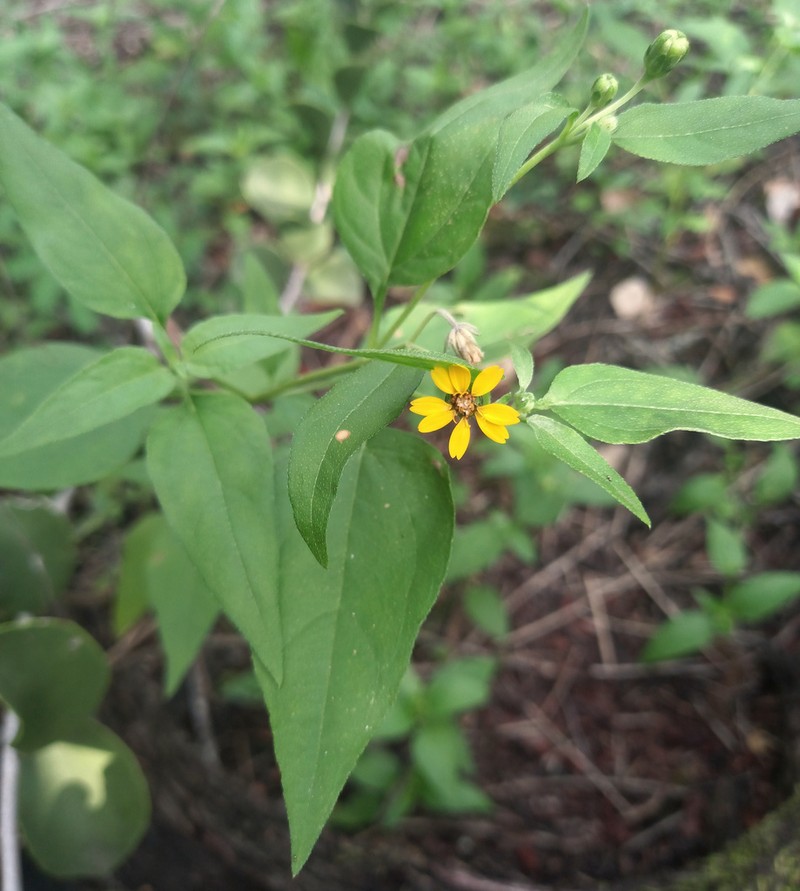 Zexmenia brachylepis photo 8