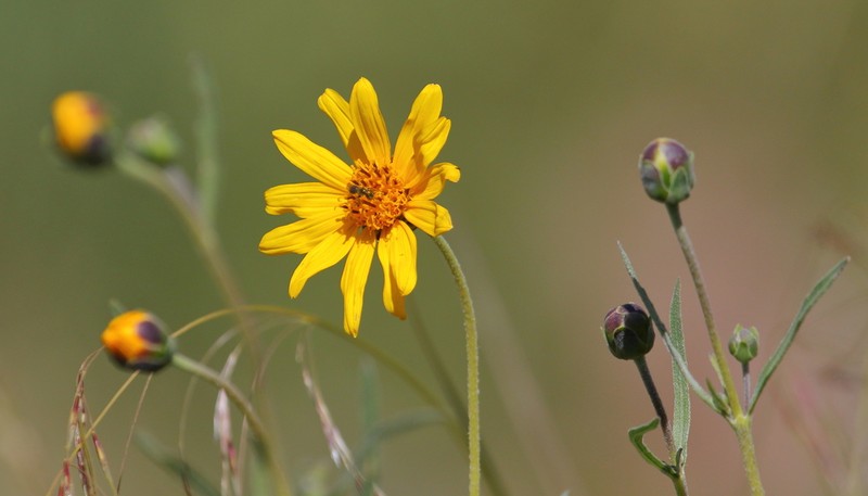 Zexmenia buphtalmiflora