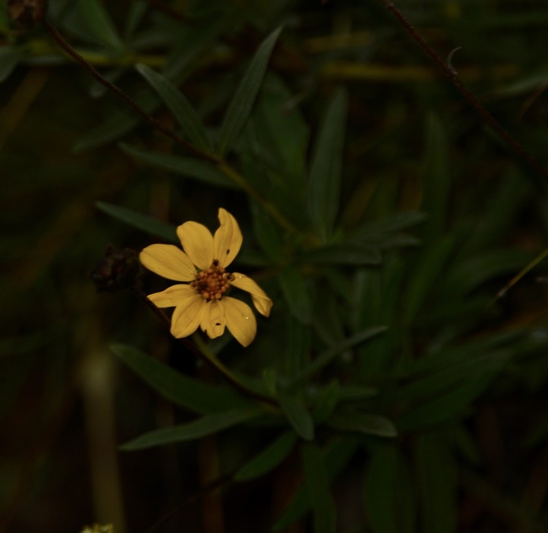 Zexmenia buphtalmiflora photo 2