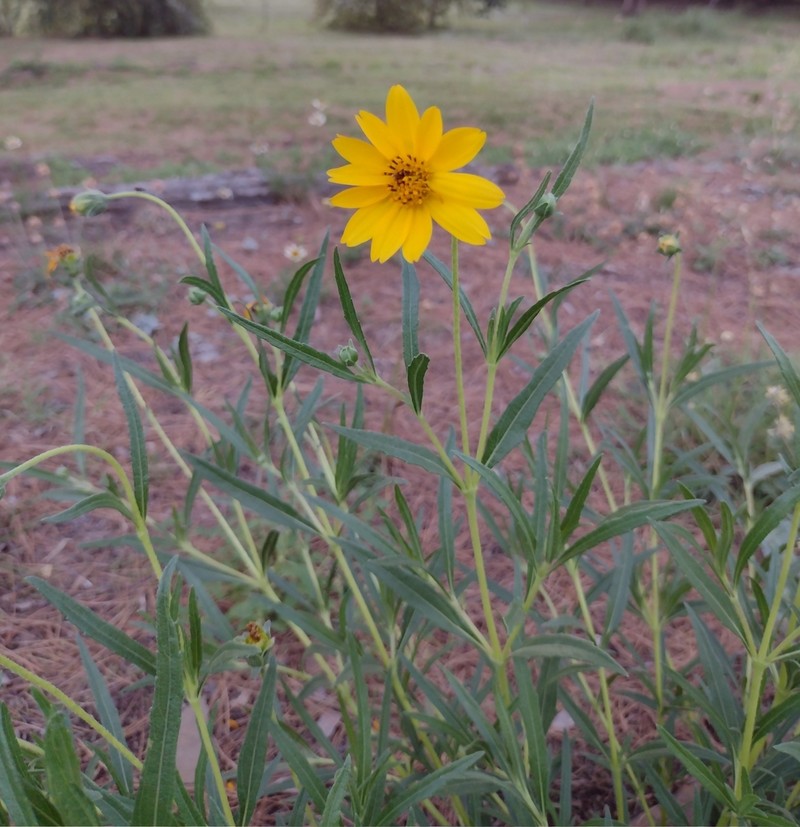 Zexmenia buphtalmiflora photo 3