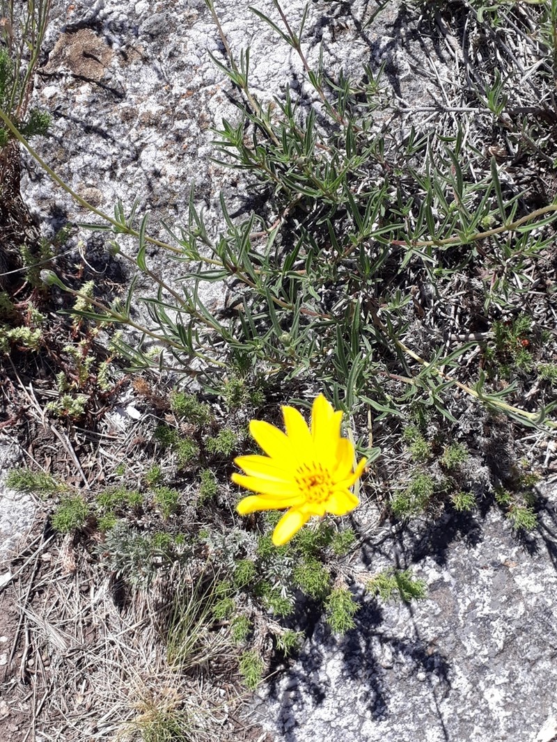 Zexmenia buphtalmiflora photo 4