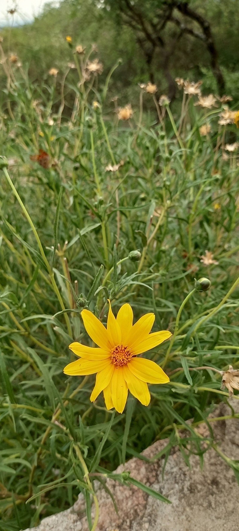 Zexmenia buphtalmiflora photo 5
