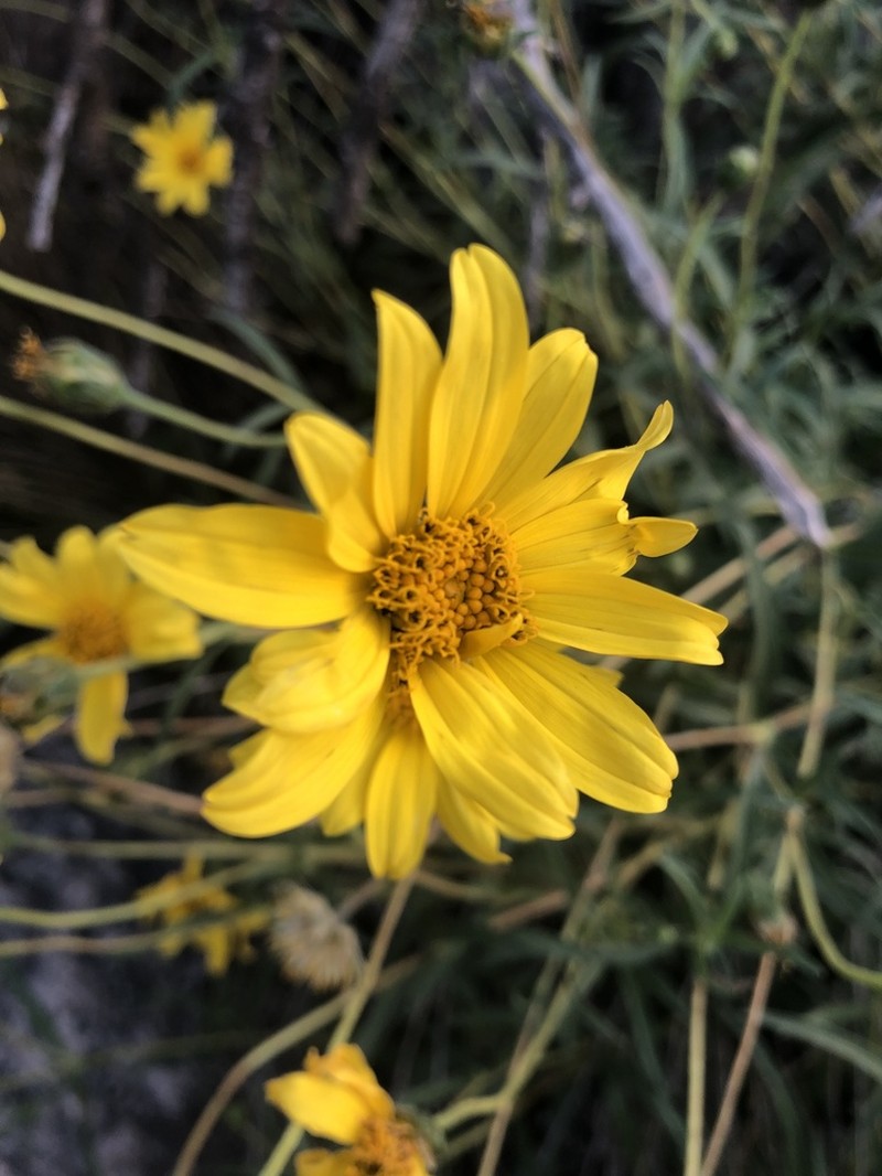 Zexmenia buphtalmiflora photo 6