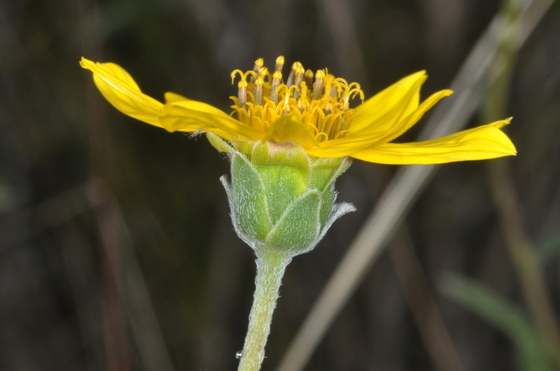 Zexmenia buphtalmiflora photo 8