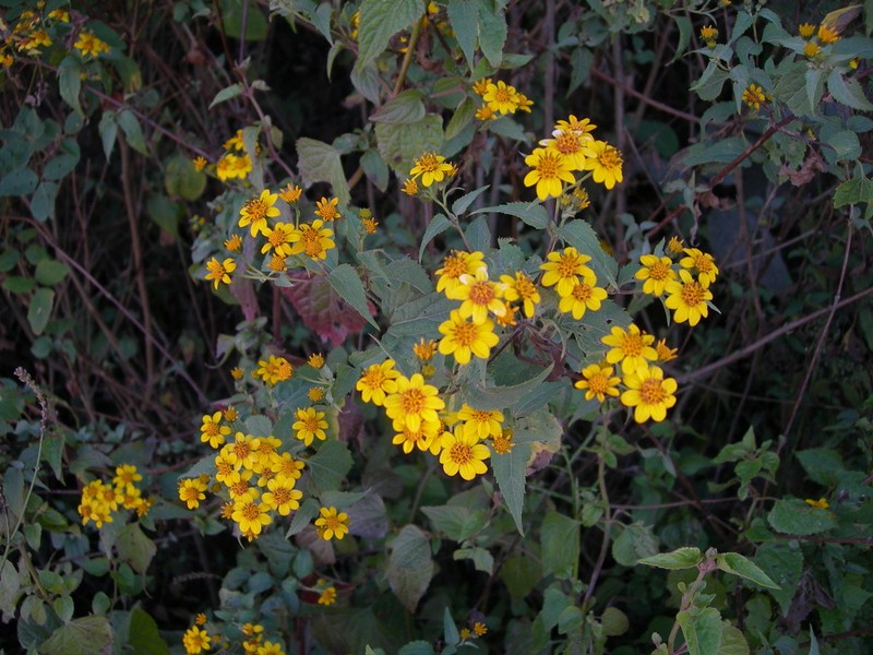 Zexmenia serrata