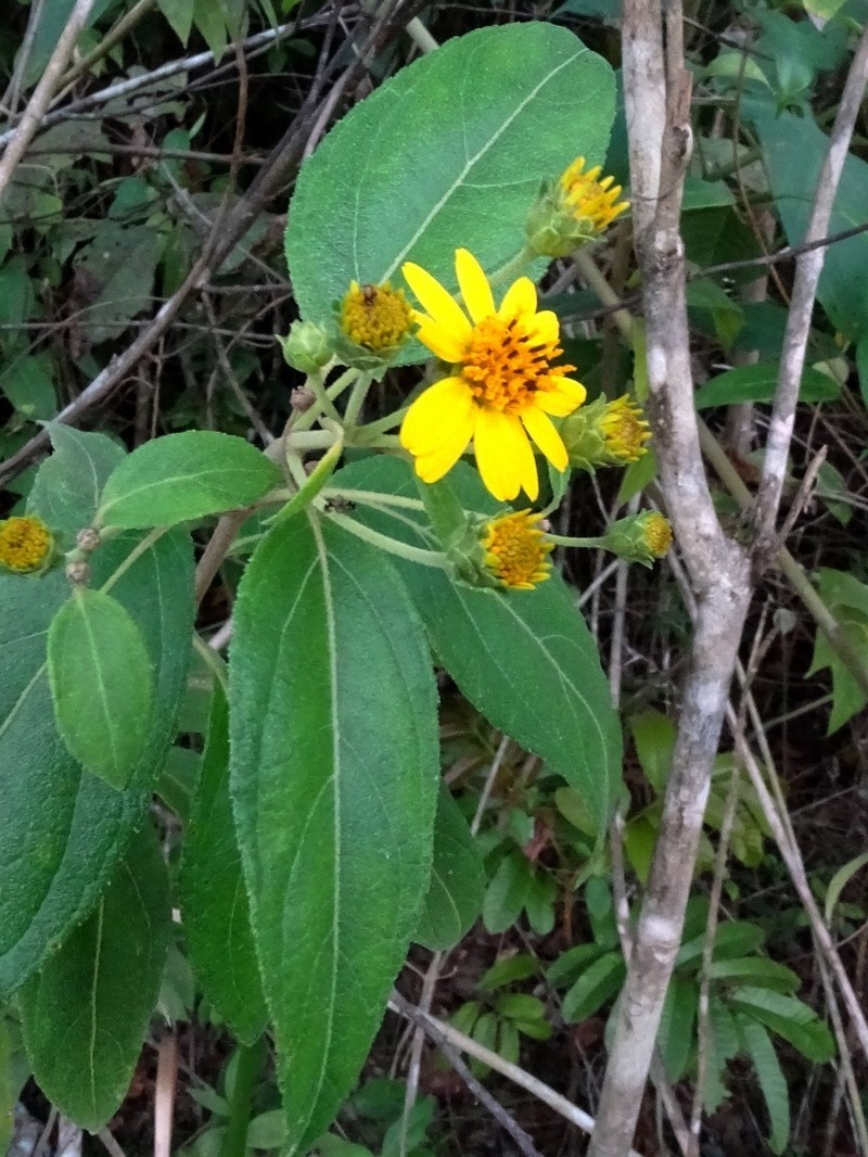 Zexmenia serrata photo 2