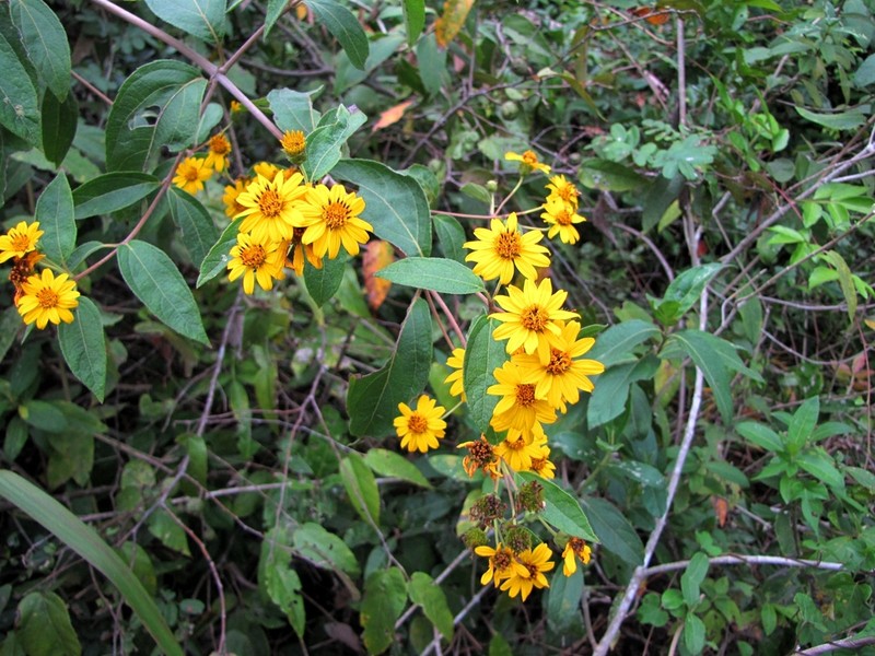 Zexmenia serrata photo 3