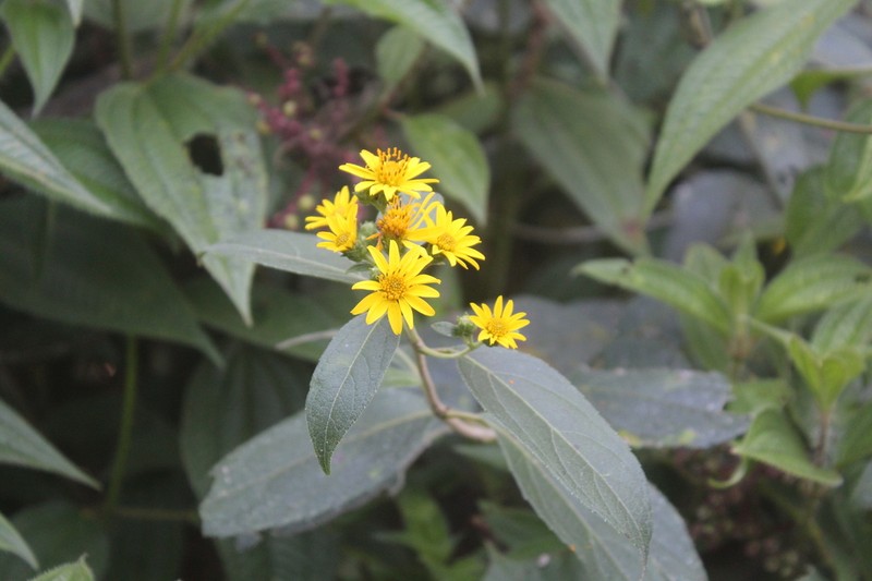 Zexmenia serrata photo 5