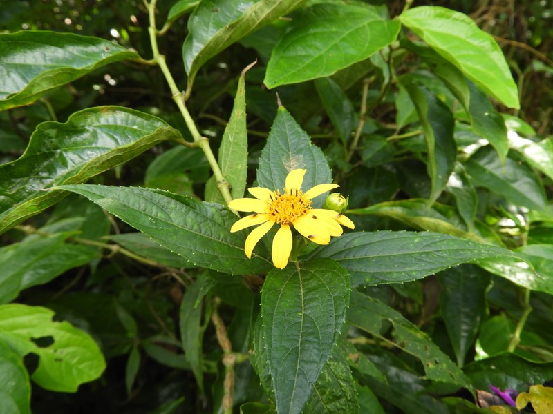 Zexmenia serrata photo 6