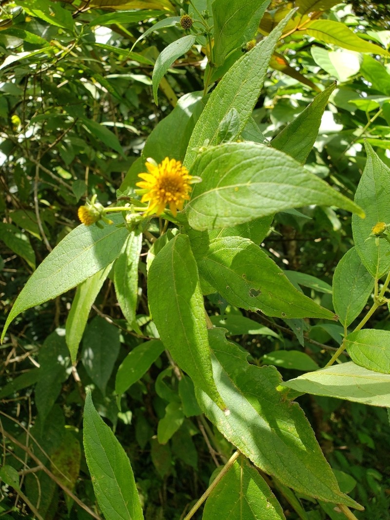 Zexmenia virgulta photo 4