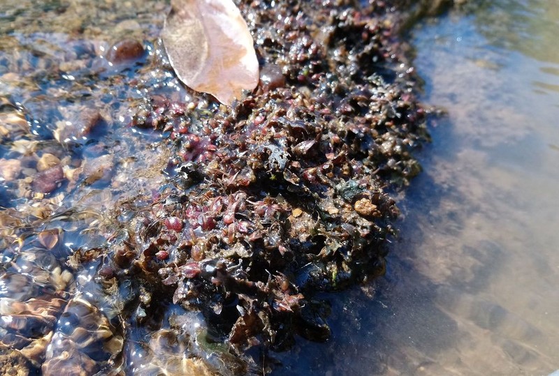 Zeylanidium crustaceum