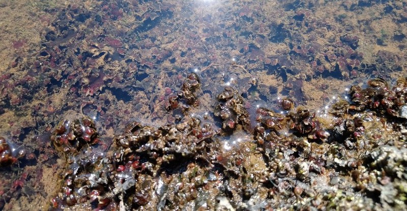 Zeylanidium crustaceum photo 2